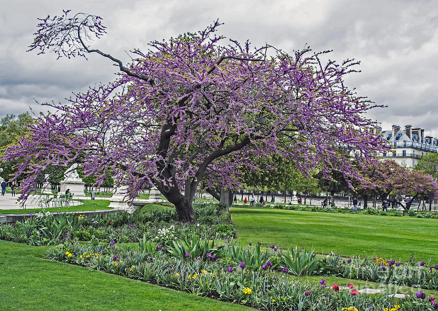 Louvre Spring Photograph by Elvis Vaughn