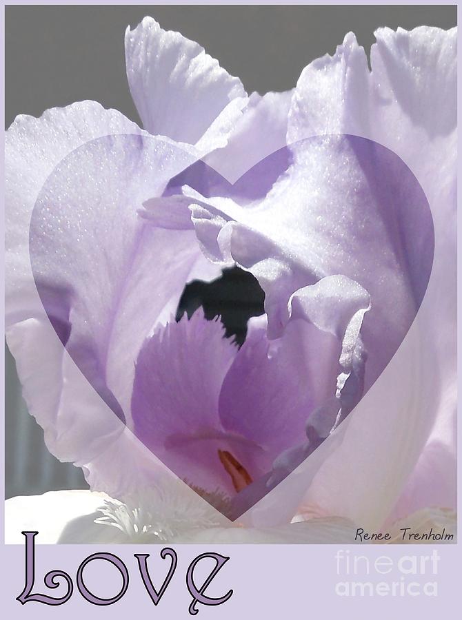 Love . Iris . Poster Photograph by Renee Trenholm