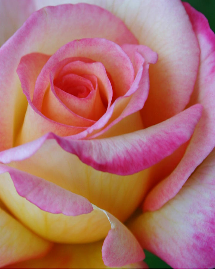 Rose Photograph - Love and Peace by Guy Shultz