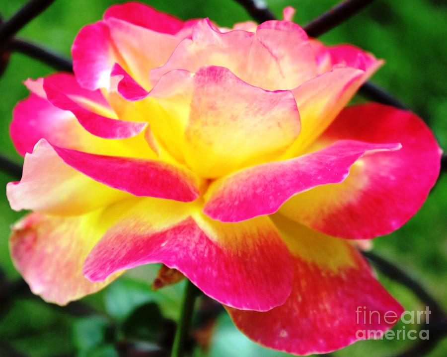 Love And Peace Rose  Photograph by Judy Palkimas