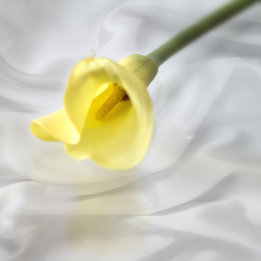 Calla Lily Photograph - Love and Tenderness by Yelena Rozov