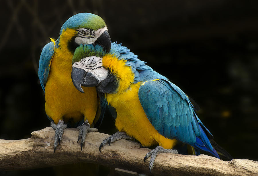 Parrot Photograph - Love at first bite by Dave Dilli
