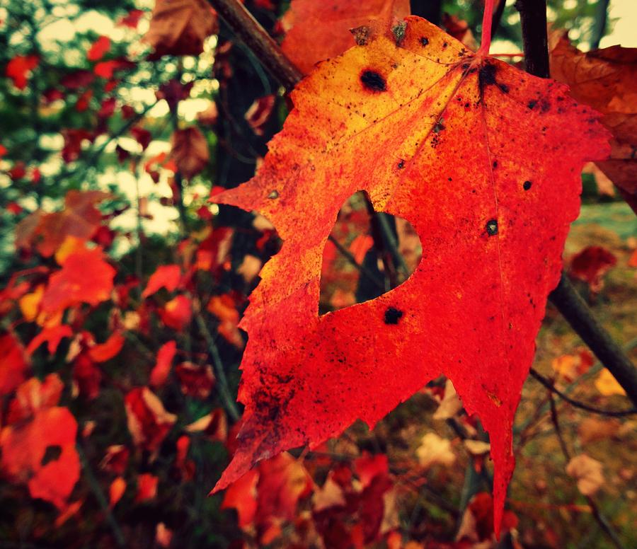 Fall Photograph - Love Autumn  by Sarah Pemberton