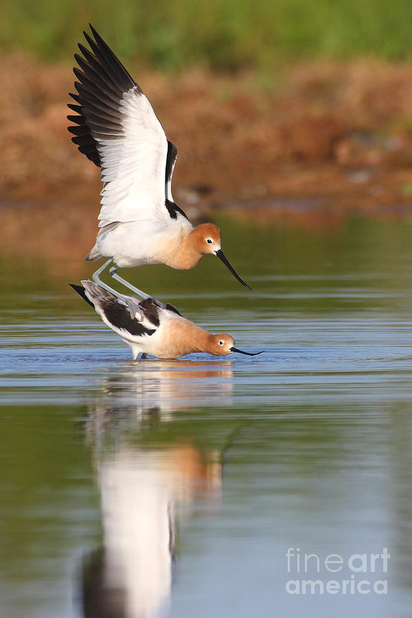 Love Avocet style Photograph by Ruth Jolly