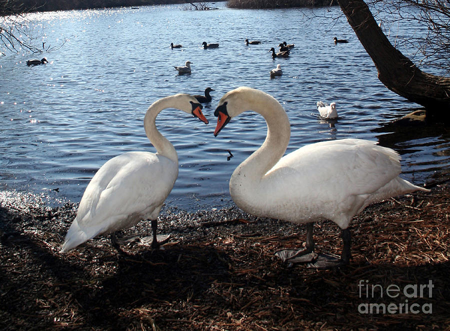 Love Bird Swans Photograph by Steven Spak