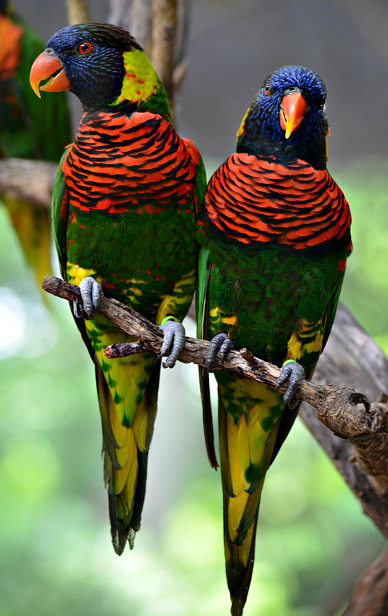 Love Birds Photograph by Ally  White