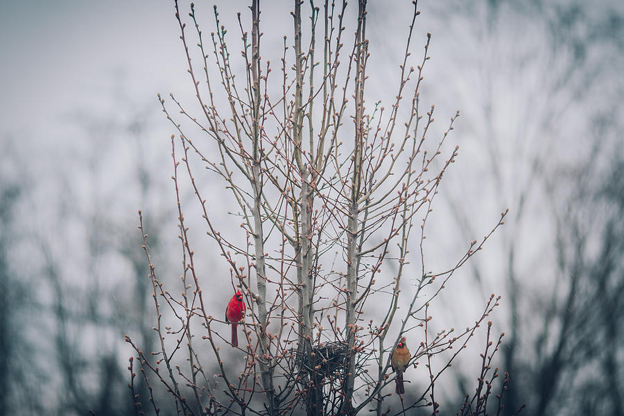 Spring Photograph - Love Birds by Amber Flowers