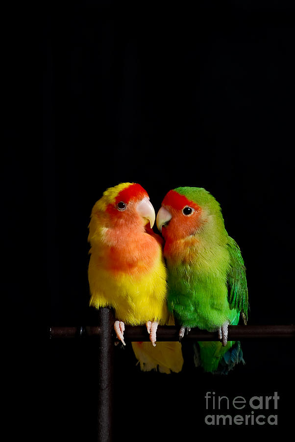 Bird Photograph - Love Birds At First Sight by Syed Aqueel