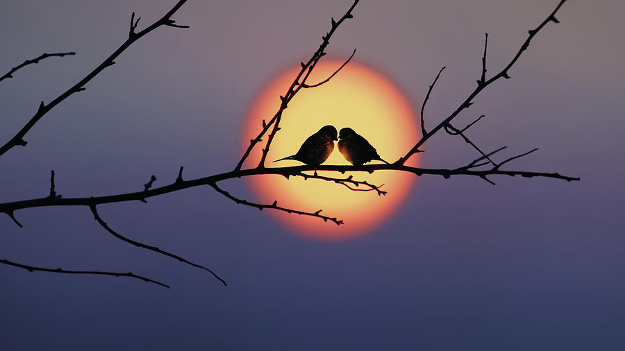 Love Birds Photograph by Dragan Todorovic