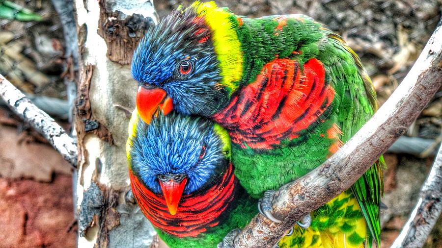 Parrot Photograph - Love Birds by Lance Kenyon