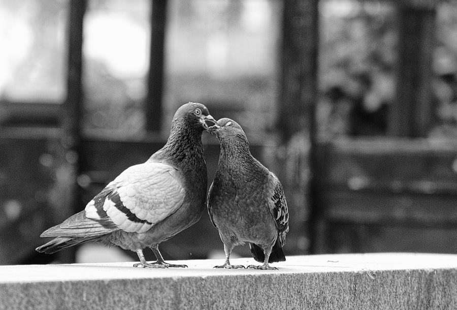 Love Birds Photograph by Paul Watkins
