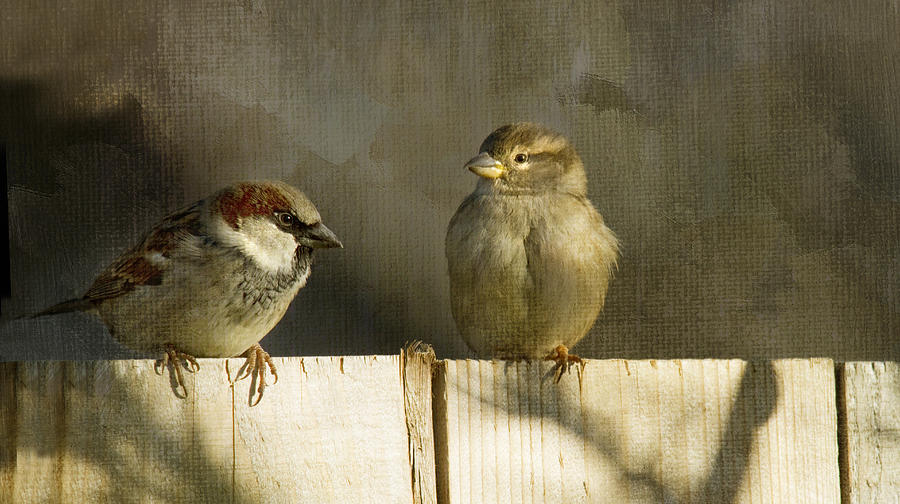 Winter Photograph - Love Birds by Rebecca Cozart