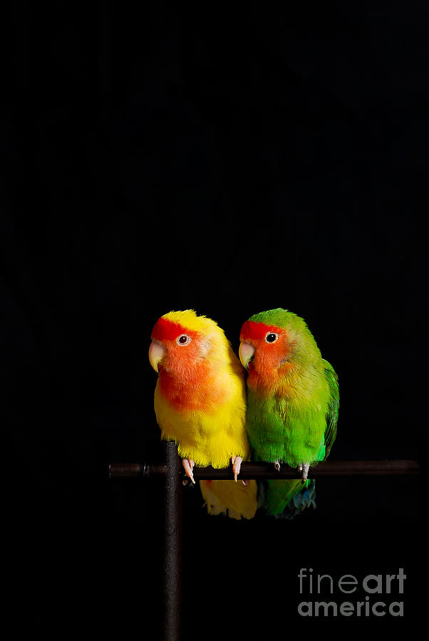 Bird Photograph - Love Birds by Syed Aqueel