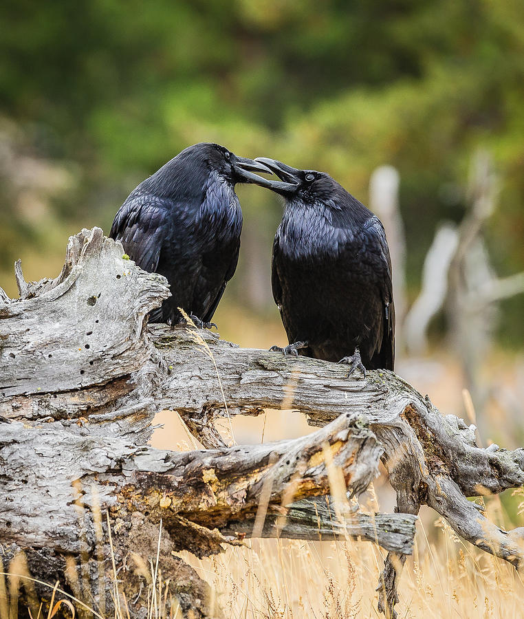 Yellowstone National Park Photograph - Ravens in Yellowstone by Jeff Donald