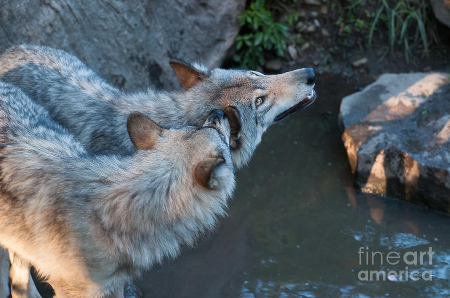 Wolves Photograph - Love Bites by Bianca Nadeau