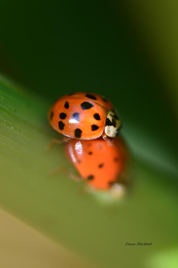 Love Bug Photograph by Donna Blackhall