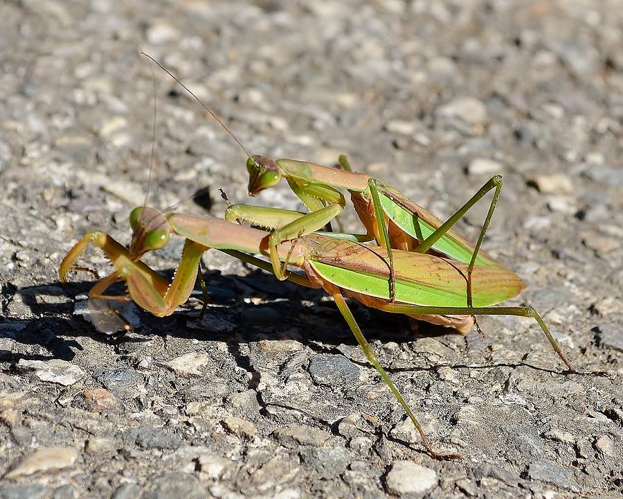 Love Bugs - Praying Mantis Photograph by Kim Bemis