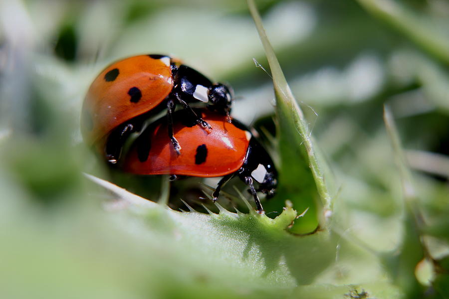 Love Bugs Photograph by Trent Mallett