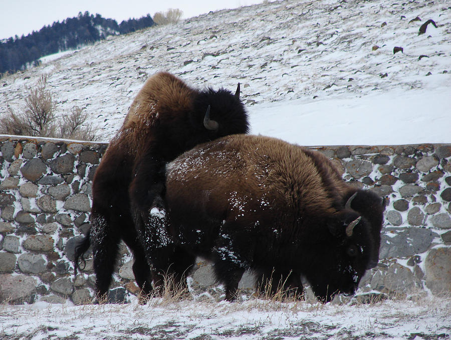 Bison Love Photograph by Carl Moore