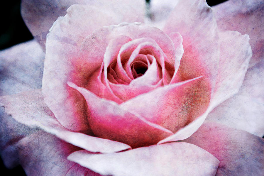 Rose Photograph - Love  by Christina Lynn