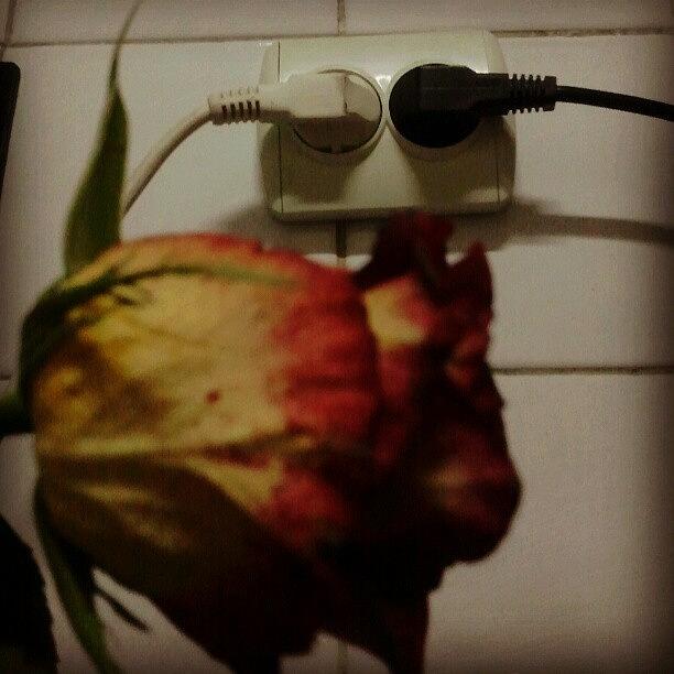 Flower Photograph - #love #connected #rose #flowers #flower by Vaivoda Vlad