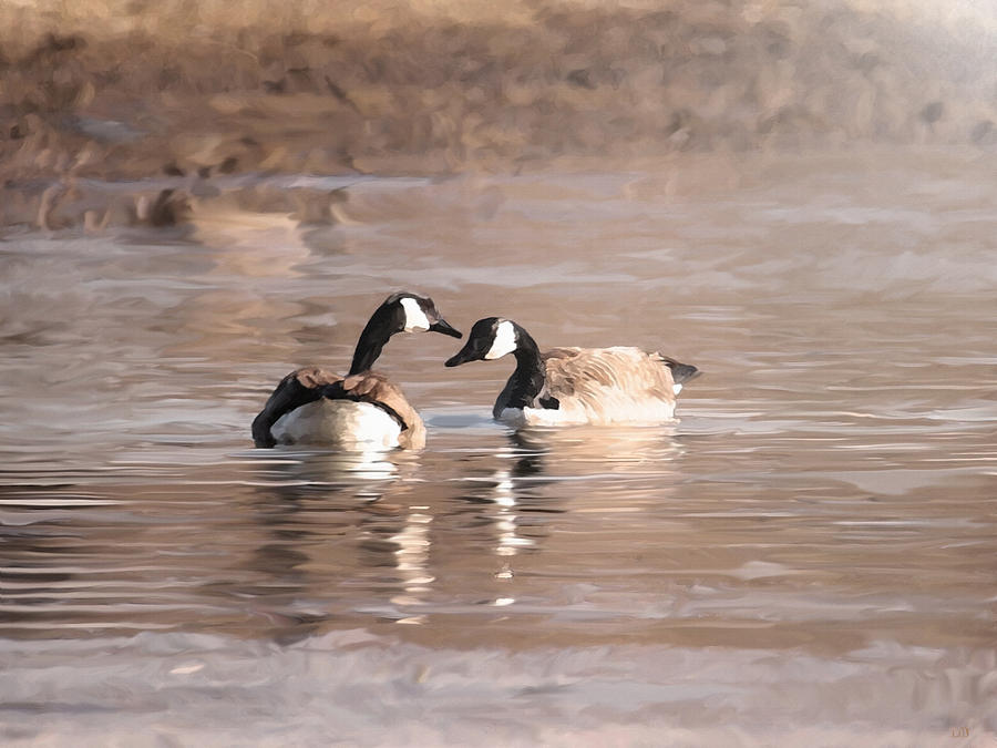 Canadian Geese Photograph - Love by Dennis Buckman
