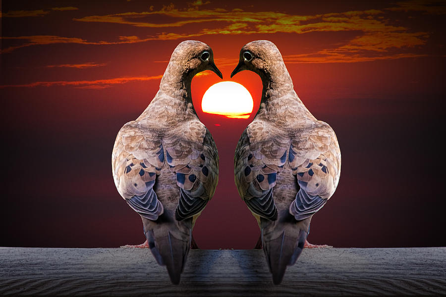 Love Dove Birds at Sunset Photograph by Randall Nyhof
