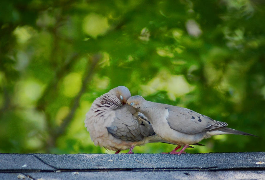 Love Doves  Photograph by Terry DeLuco