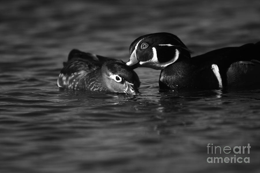 Love Ducks  Photograph by John F Tsumas