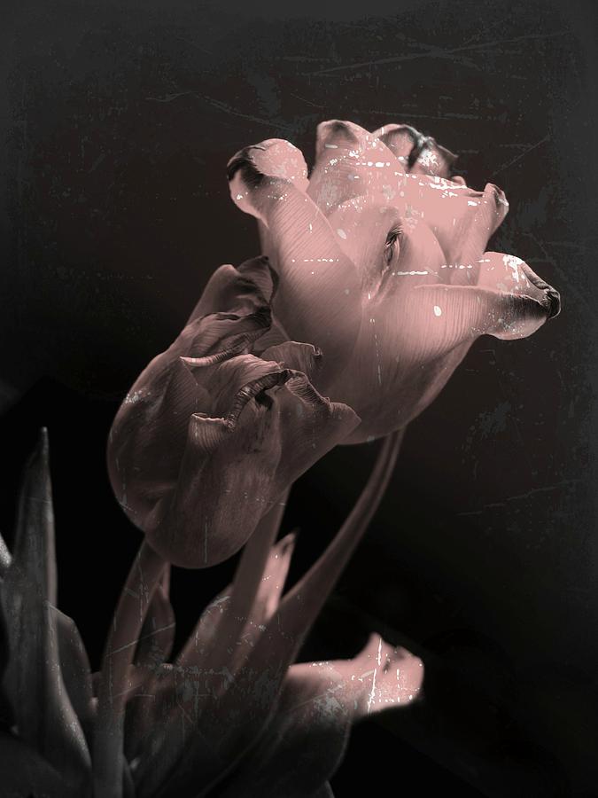 Tulip Photograph - Love Endures by Shirley Sirois