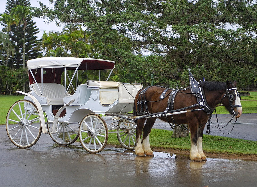 Love Goes Together Like A Horse And Carriage Photograph by ...