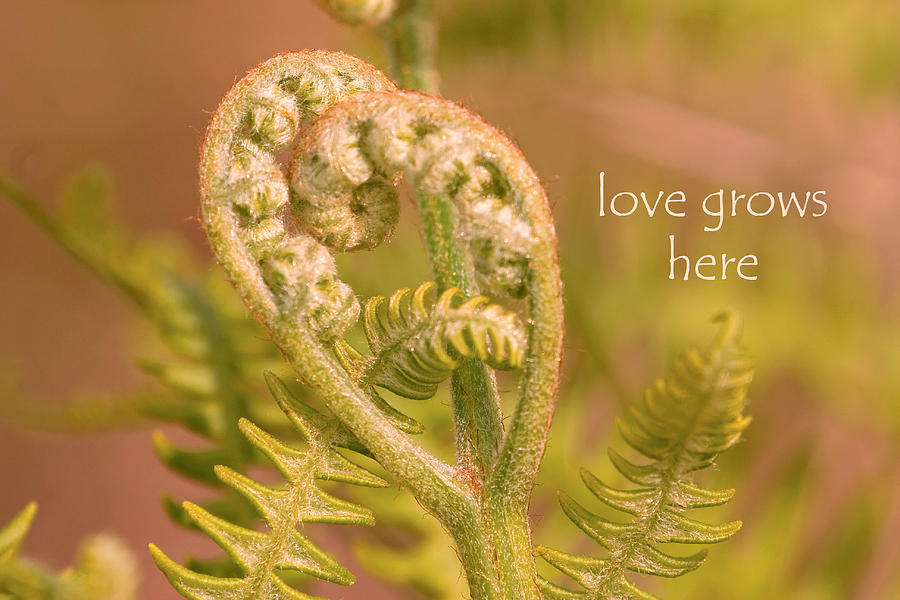 Love Grows Here Photograph by Peggy Collins