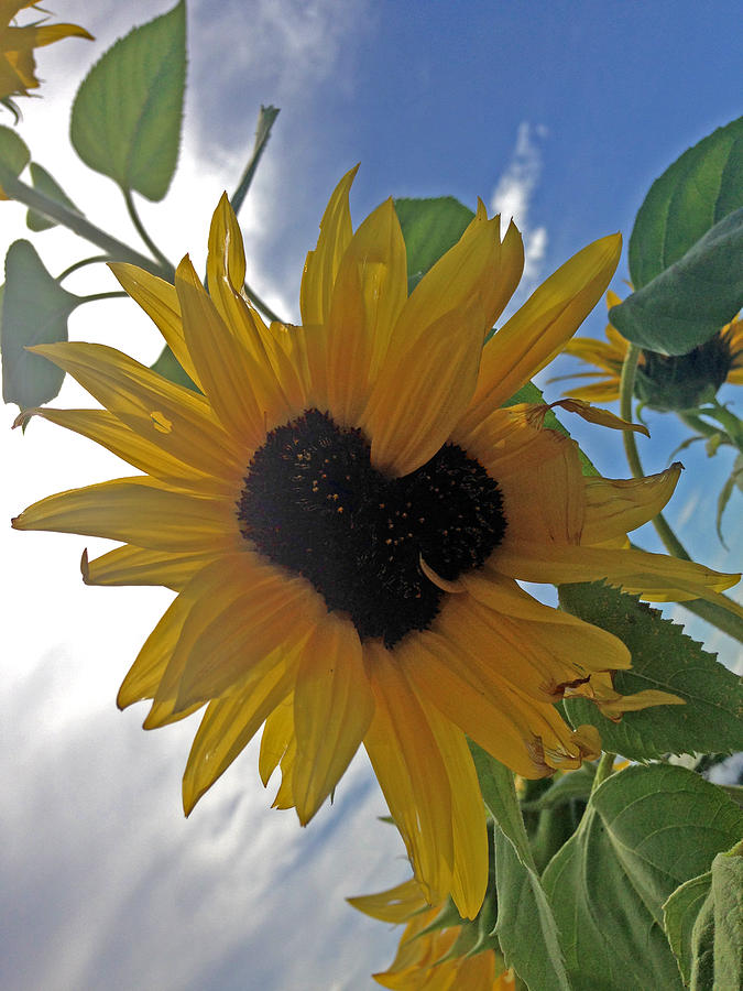 Download Love Grows Here Sunflower Heart Photograph by Rebecca Ritter