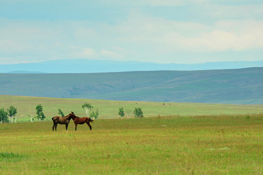 Love Horses In Siberia Photograph by Nutexzles