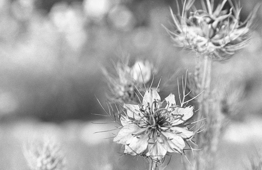 Flower Photograph - Love in a Mist by Caitlyn  Grasso