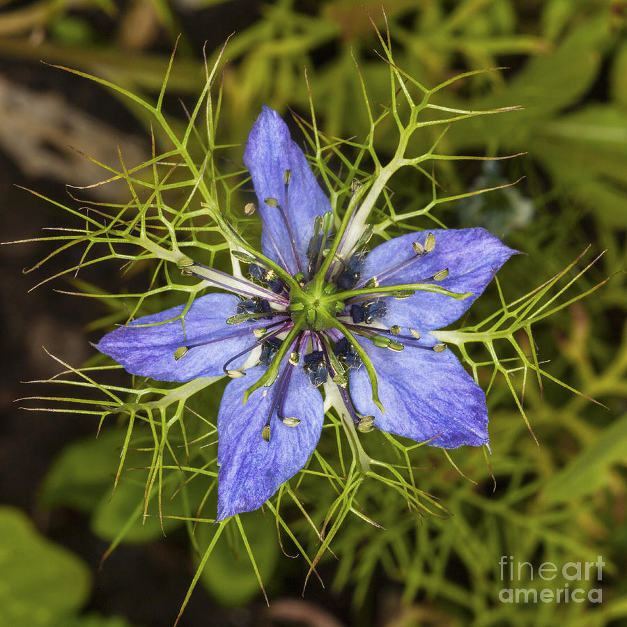 Love In A Mist Photograph by Diane Macdonald