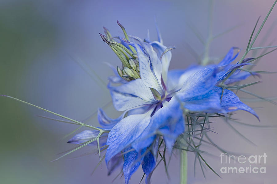 Nature Photograph - Love-in-a-mist by Jacky Parker