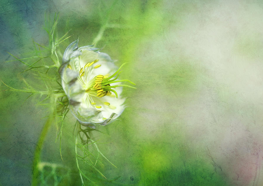 Love-in-a-mist, Nigella Flower Photograph by Susangaryphotography