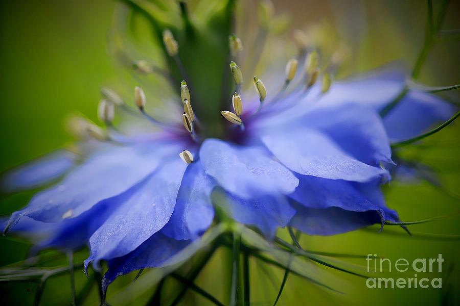 Nature Photograph - Love in a mist by Rebeka Dove