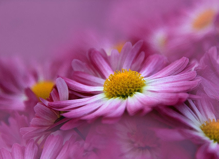 Flower Photograph - Love In Every Petal by Georgiana Romanovna