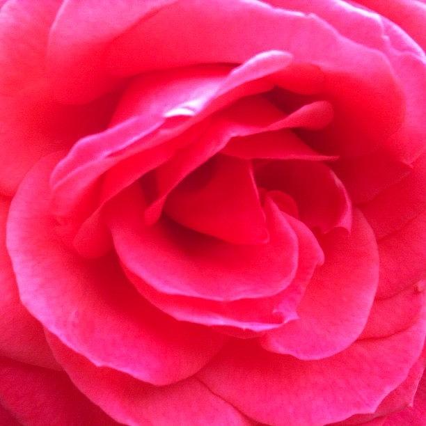 Rose Photograph - Love In Full Bloom - Anniversary Rose by Anna Porter