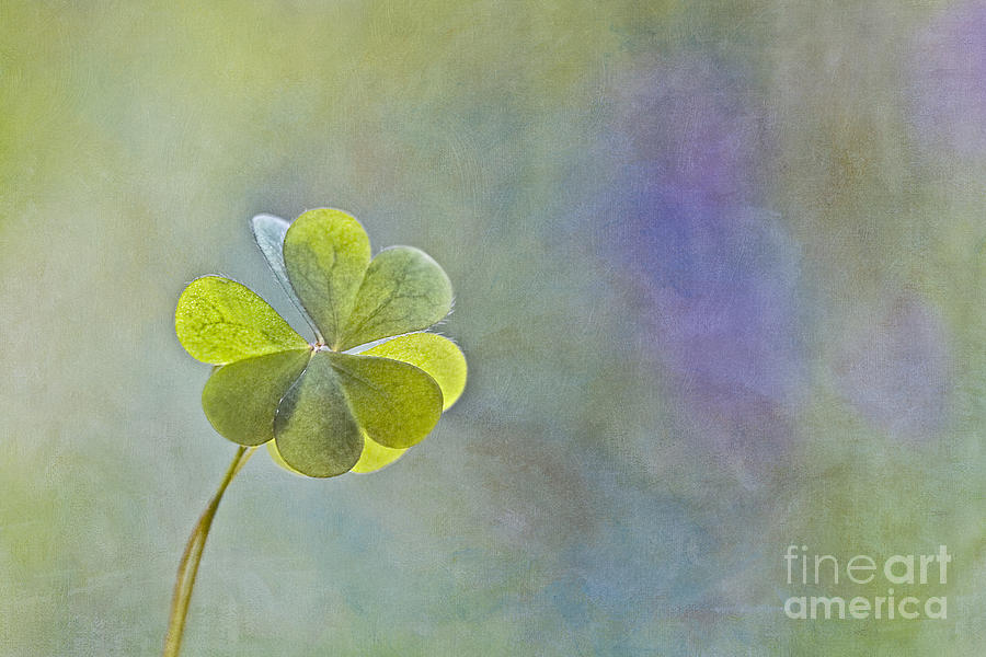 Oxalis Photograph - Love in love with Love by Maria Ismanah Schulze-Vorberg
