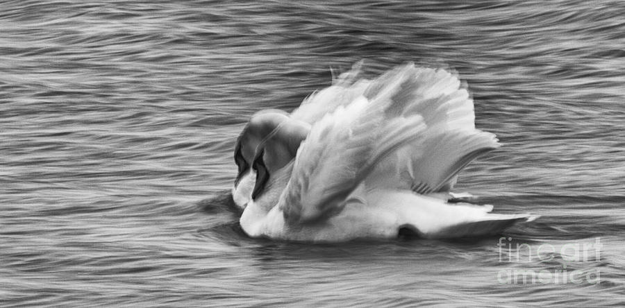 Spring Photograph - Love In Slow Motion by Roger Bailey