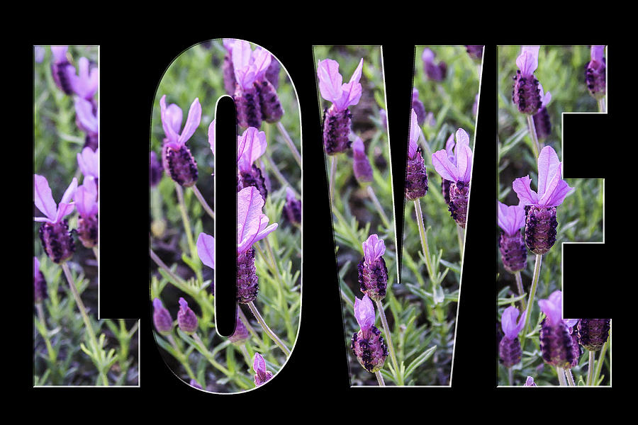 Love in Spanish Lavender on Black from the Faith Hope and Love Series by Karen Stephenson Love in Spanish Lavender on Black from the Faith Hope and Love Series by Karen Stephenson