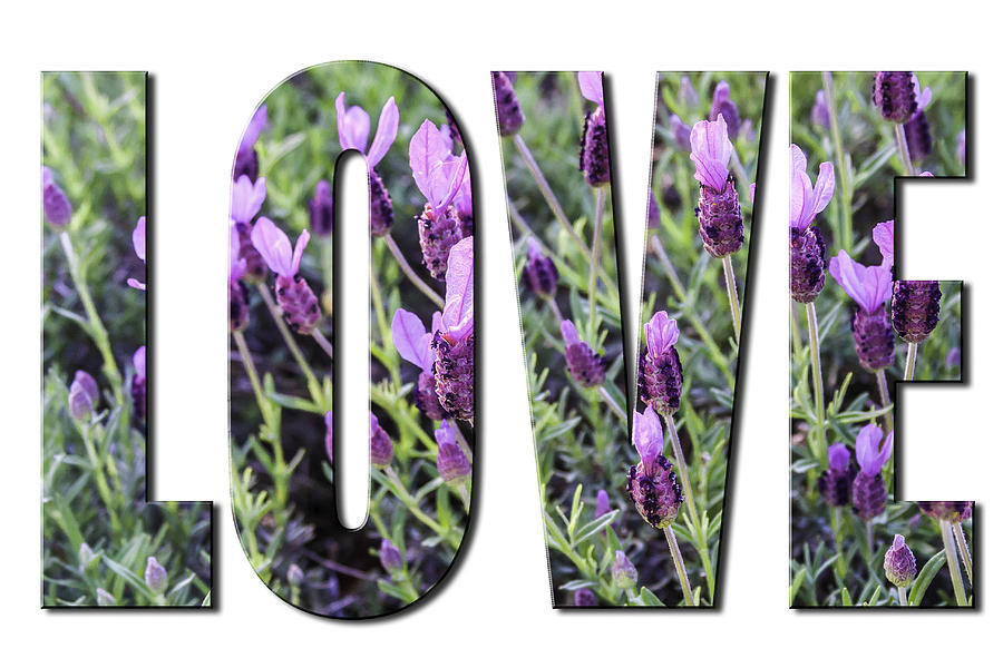 Love in Spanish Lavender on White from the Faith Hope and Love Series by Karen Stephenson Love in Spanish Lavender on White from the Faith Hope and Love Series by Karen Stephenson