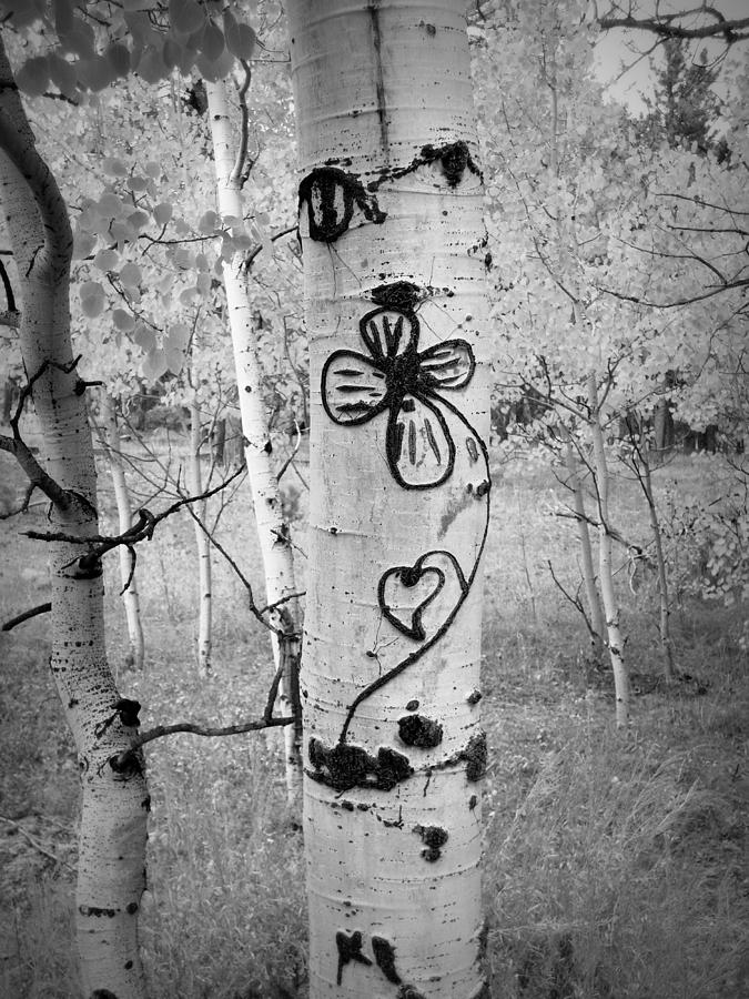 Tree Photograph - Love in the Aspens by Bob Beardsley