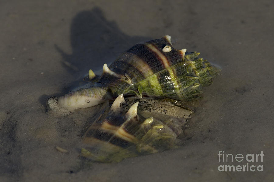Love in the Mud - Florida Crown Conch Photograph by Meg Rousher