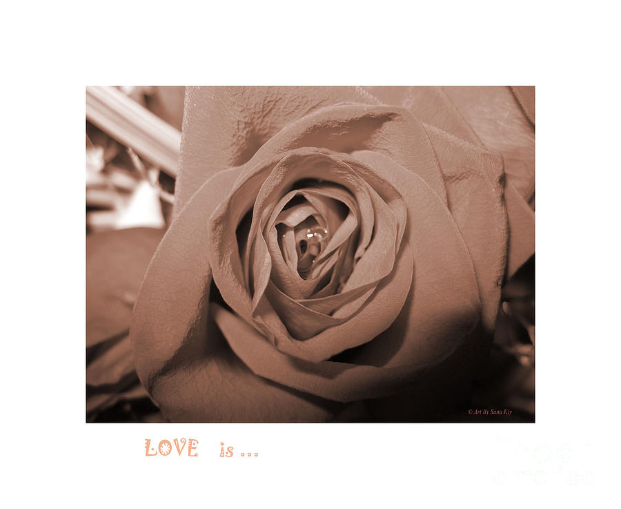 LOVE is... Collection 1. Rose Photograph by Oksana Semenchenko