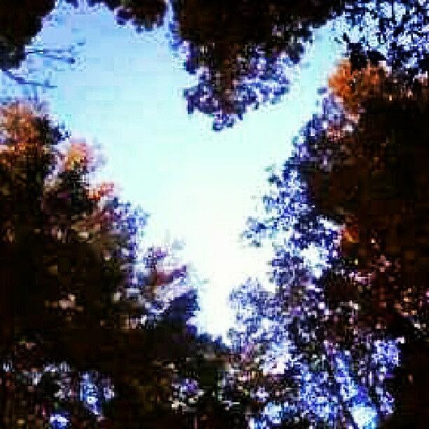 Nature Photograph - #love Is Everywhere, #nature #trees by M R M