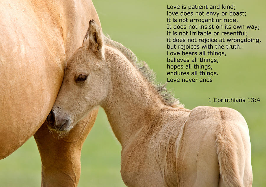 Nature Photograph - love is gentle love is kind Horse and colt by Mark Duffy